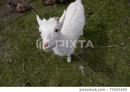 Vertical closeup face portrait of a beautiful white goat 75005489