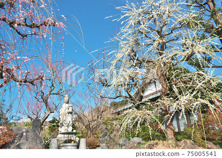 Temple and plum blossoms in full bloom 75005541