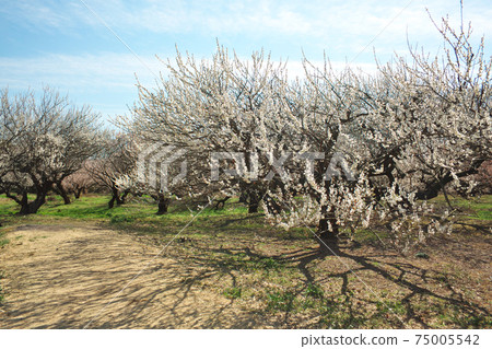 Plum forest in full bloom 75005542