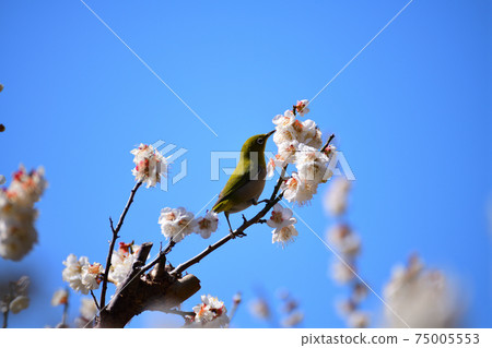 共同主演的梅花和白眼Sagara Umeen 75005553