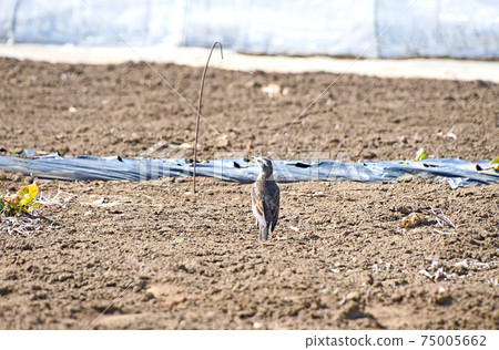 Thrush Thrush 75005662