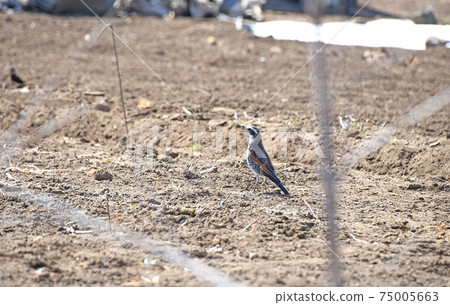 Thrush Thrush 75005663