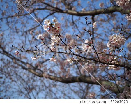 Sakura that shines in the blue sky Sakura that shines in the blue sky 75005673