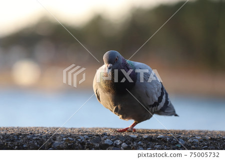 A pigeon with one foot A pigeon with one foot 75005732