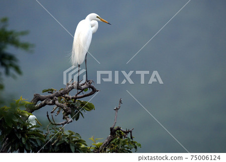 White herons and egrets in the white heron colony in Uiryeong-gun, Gyeongnam, White herons and egrets in the white heron colony in Uiryeong-gun, Gyeongnam, 75006124