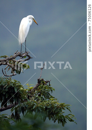 White herons and egrets in the white heron colony in Uiryeong-gun, Gyeongnam, White herons and egrets in the white heron colony in Uiryeong-gun, Gyeongnam, 75006126