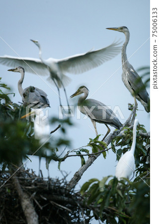 White herons and egrets in the white heron colony in Uiryeong-gun, Gyeongnam, White herons and egrets in the white heron colony in Uiryeong-gun, Gyeongnam, 75006133