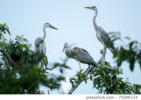 White herons and egrets in the white heron colony in Uiryeong-gun, Gyeongnam, White herons and egrets in the white heron colony in Uiryeong-gun, Gyeongnam, 75006134