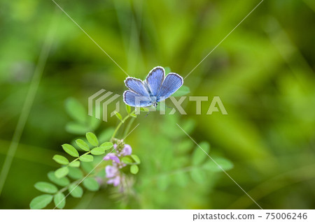 Affiliation 75006246