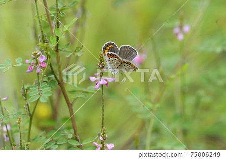 Affiliation 75006249