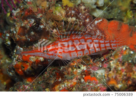 庫達貢貝伊豆大島海 75006389