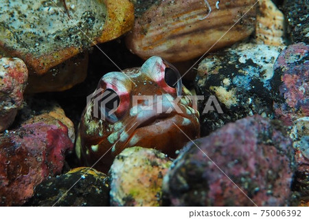 Jawfish Izu Oshima Sea Jawfish Izu Oshima Sea 75006392