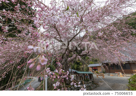 Kawane weeping cherry tree Kawane weeping cherry tree 75006655