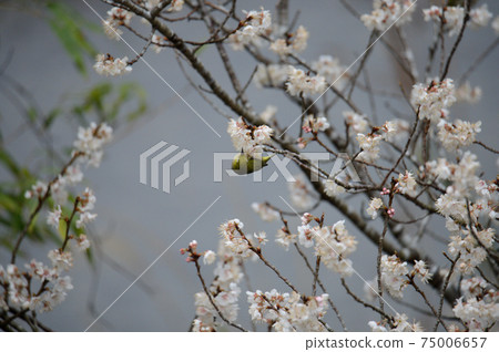 One white-eye playing in the vermicelli invited by the incense of blooming cherry blossoms 75006657