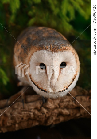 bird, owl, avian 75006720