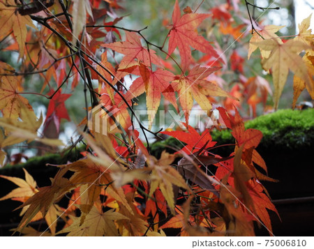 Beautiful autumn leaves and moss in a Japanese garden 75006810