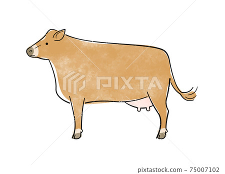 Jersey cattle Jersey cattle 75007102