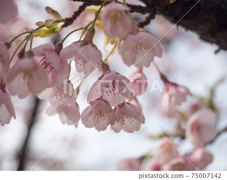 Beautiful early-blooming cherry blossoms in the park Beautiful early-blooming cherry blossoms in the park 75007142