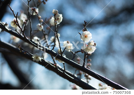Plum blossoms in Hanegi Park, Umegaoka, Setagaya-ku, Tokyo 75007308