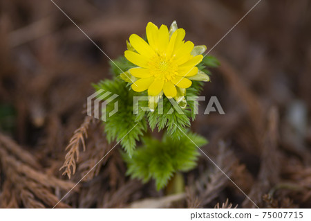 Pretty adonis flower 75007715