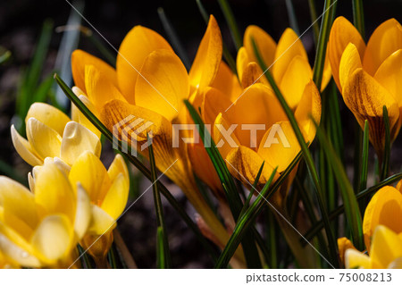 First spring flower of yellow crocuses. Template for postcards, greeting cards and posters. 75008213