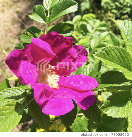 Pink flowers with water droplets 75008430