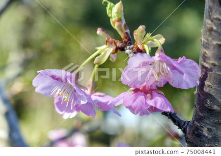 早盛開的櫻花 75008441