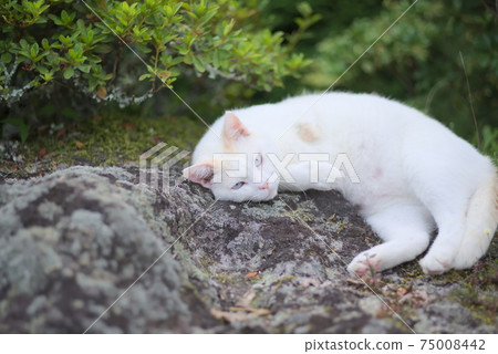 咆哮的白貓 咆哮的白貓 75008442