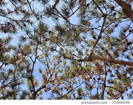 Pine and pinecone pattern 75008499