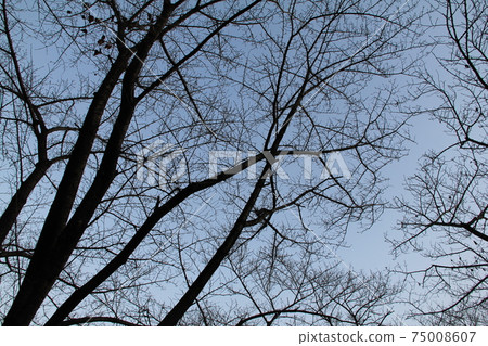 Trees and blue sky 75008607
