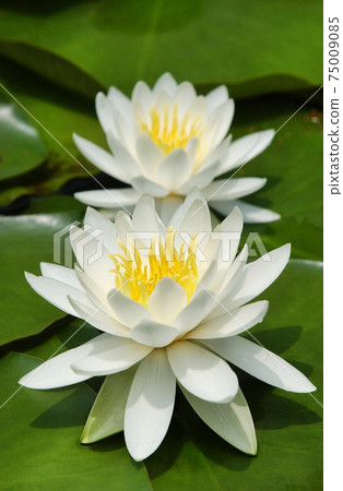 Lotus Flower and Bee, Lotus Flower and Bee, 75009085