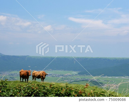 Japanese brown grazing in the grasslands of Aso (Aso City, Kumamoto Prefecture) Japanese brown grazing in the grasslands of Aso (Aso City, Kumamoto Prefecture) 75009086