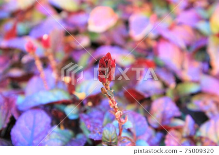 Red force leaf Red force leaf 75009320