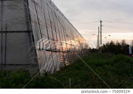 Greenhouse and dusk 75009324