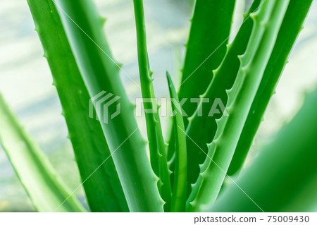 Aloe vera the best natural herbal for heal a wound and beauty treatment 75009430