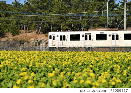 Rape blossoms Rape blossoms 75009517