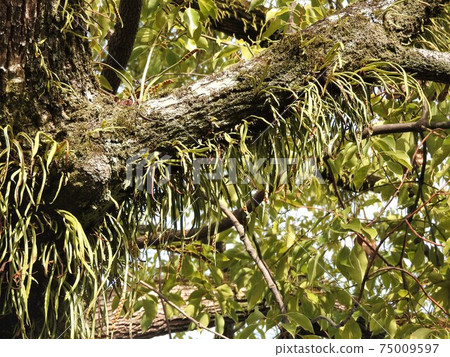 Noxinobu (eave shinobi) that grows on the bark Noxinobu (eave shinobi) that grows on the bark 75009597