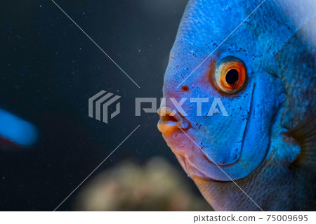 Blue fish from the spieces Symphysodon discus in aquarium. Freshwater aquaria concept 75009695