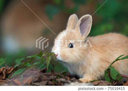 Rabbit of Okunojima 75010415