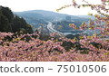 Sakura and highway 75010506