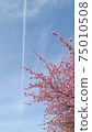 Cherry blossoms and airplane clouds 75010508