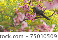 Bulbul, sakura and rape blossoms 75010509