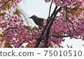 Bulbul and cherry 75010510