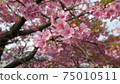 Cherry Blossoms	 75010511