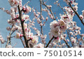 plum	 75010514