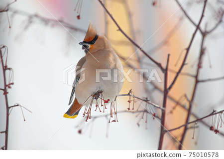 Bohemian waxwing winter passerine bird feeding on berries Bohemian waxwing winter passerine bird feeding on berries 75010578