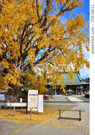 Fujisawa City, Kanagawa Prefecture, the golden ginkgo tree and the main hall of Yukoji Temple Fujisawa City, Kanagawa Prefecture, the golden ginkgo tree and the main hall of Yukoji Temple 75010611