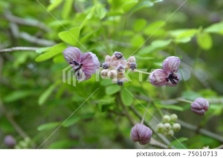 Icy Trees, Icy Trees, and Flowers 75010713