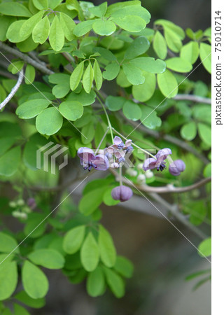 Icy Trees, Icy Trees, and Flowers 75010714