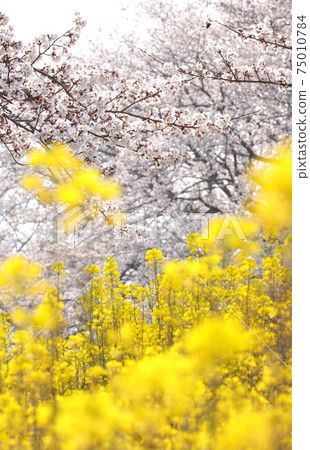 Beautiful spring flowers Beautiful spring flowers 75010784